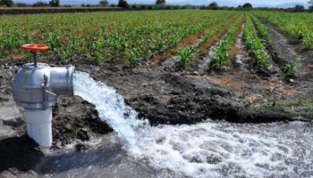 El lado B del boom del pistacho, la crisis hídrica que pone en jaque a la producción agrícola y hasta el consumo humano: “Si seguimos así, en cinco años San Juan se queda sin agua potable”