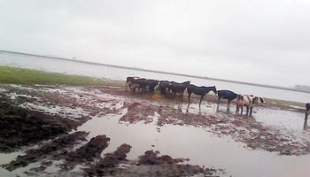 El Gobierno asegura que lo peor de la crisis láctea ya pasó