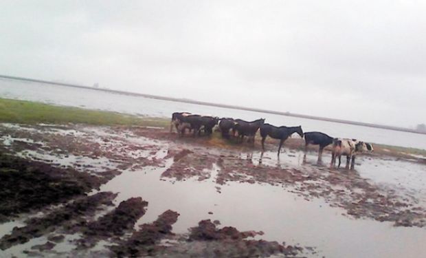 La producción de leche cayó hasta 30% en las principales cuencas.