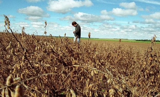 Según productores tucumanos, el cultivo de la soja se convirtió en una actividad inviable, . Foto: Archivo La Nación