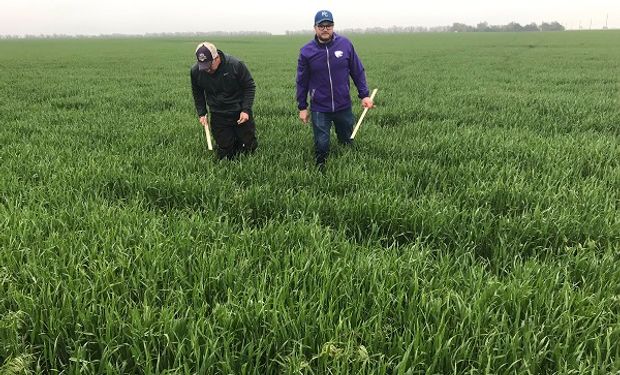 El trigo lideró las bajas de Chicago, que empieza a mirar a los datos del Crop Tour