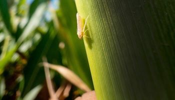 Campanha da CropLife Brasil alerta ameaça e reforça manejo da cigarrinha-do-milho