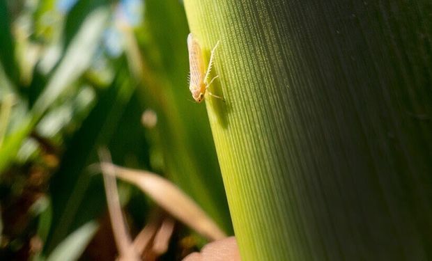 Campanha da CropLife Brasil alerta ameaça e reforça manejo da cigarrinha-do-milho