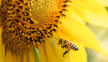 Painel de Polinizadores integra CropData com dados inéditos da apicultura brasileira