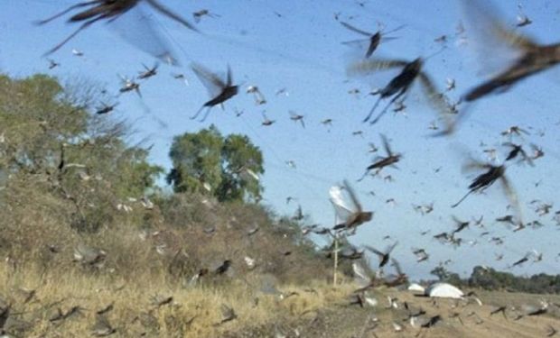 Reapareció una manga de langostas en Formosa proveniente de Paraguay