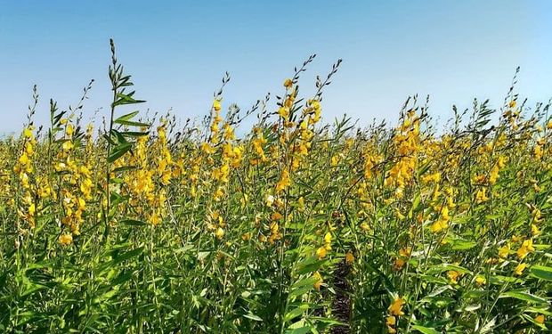 Crotalaria, el cultivo que busca mantener a los suelos vivos: experiencias desde Desde Bandera hasta la Patagonia