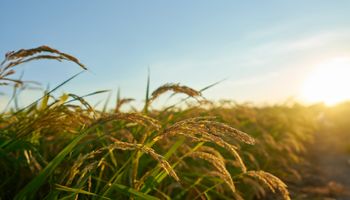 CropLife e USP abrem inscrições para quarta edição de curso de combate ao mercado ilegal no agro
