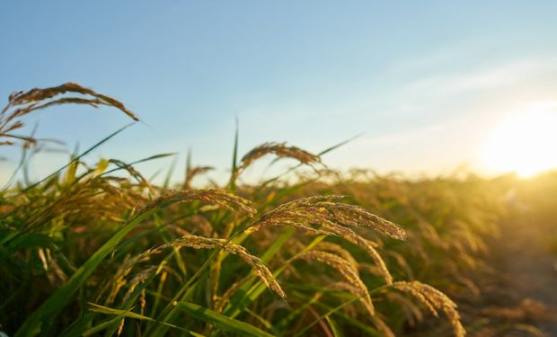 CropLife e USP abrem inscrições para quarta edição de curso de combate ao mercado ilegal no agro