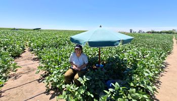 El trabajo clave y poco conocido para que la soja rinda más y hasta supere los 70 qq/ha: "Lo único que nos frena es la lluvia"