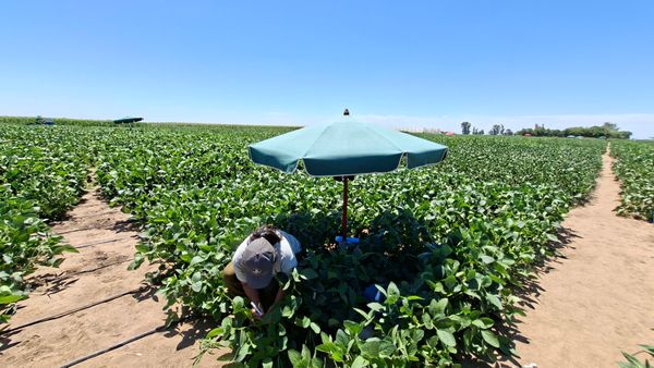 cruzamientos de soja