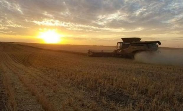 Efecto sequía: en Córdoba estiman más de 660.000 hectáreas perdidas en los cultivos de verano  