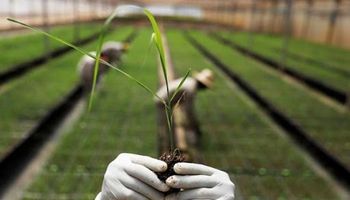 Semente de cana reinventará manejo de canaviais no Brasil