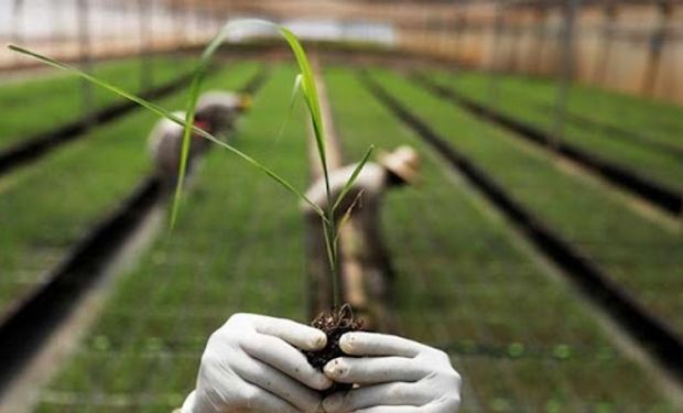 Semente de cana reinventará manejo de canaviais no Brasil