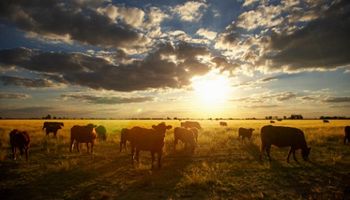 El agro uruguayo duplica la suba del PBI: crece 5,5% en 2013
