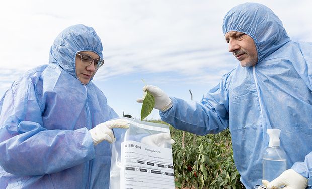 El virus rugoso del tomate amenaza el cordón frutihortícola de Luján