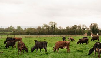 Cómo evitar el estrés calórico en el ganado