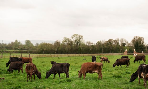 Cómo evitar el estrés calórico en el ganado