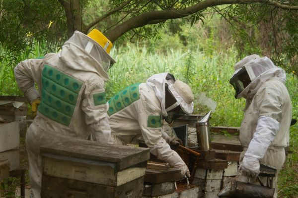 Cuidados para la apicultura
