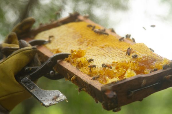 Cuidados para la apicultura