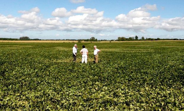 El monitoreo permanente, clave para evaluar la sanidad de los cultivos. Foto: Archivo La Nación