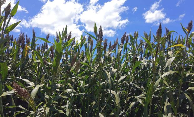 Cultivar BRS 661 demonstrou em ensaios ser resistente a doenças do colmo. (foto - arquivo Embrapa)