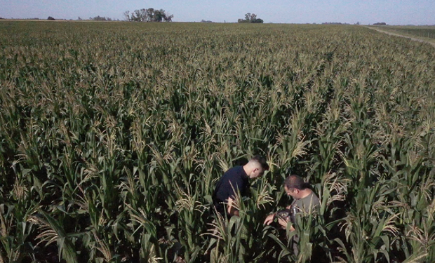 Sembraron maíz, lo afectó una fitotoxicidad "impresionante" y lograron recuperarlo casi sin perder plantas