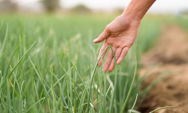 La población mundial está en crecimiento y, también, la necesidad de encontrar nuevas formas de alimentar a las personas.