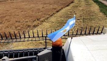 El nuevo cultivo que plantea una oportunidad única para la agricultura argentina: por qué es clave para sumarlo después de la soja