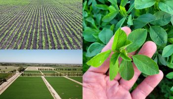 El cultivo que tiene cada vez más tecnología y ofrece una gran oportunidad a la Argentina: "Viene creciendo de forma exponencial"