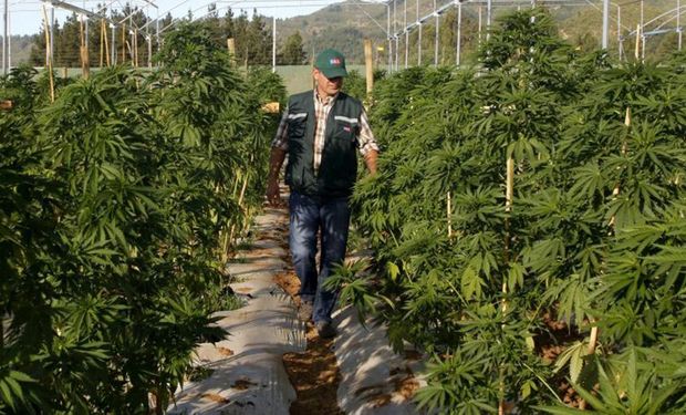 Cannabis medicinal: con una nueva reglamentación, impulsan la producción y facilitan el acceso a la población