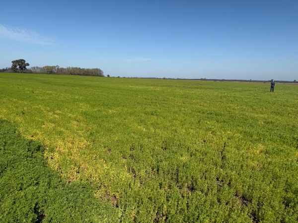 De un cultivo artesanal a una industria en expansi&oacute;n en Santa Fe