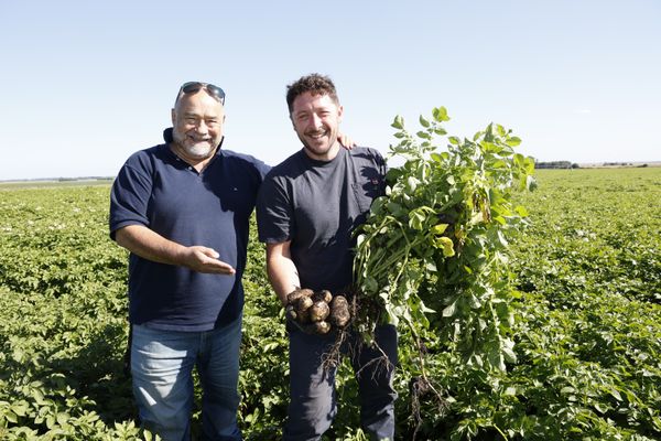 cultivo de papa en argentina