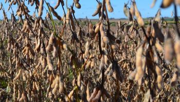 La elección del cultivar, clave para mejorar el nivel proteico en soja