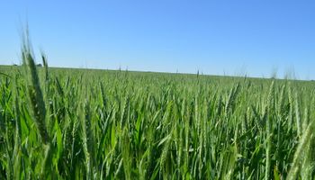 Trigo: un cultivo con precios atractivos