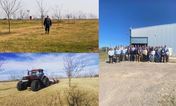 El cultivo que atrae cada vez a más productores y ya hay más de 600 hectáreas en una provincia clave: "Es una opción muy interesante"