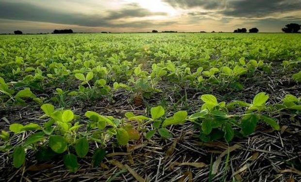 En esta campaña, complicada en rentabilidad, muchos productores se volverán a refugiar en la soja.