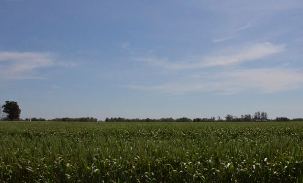 Una herramienta agronómica que permite mejorar el control de malezas.