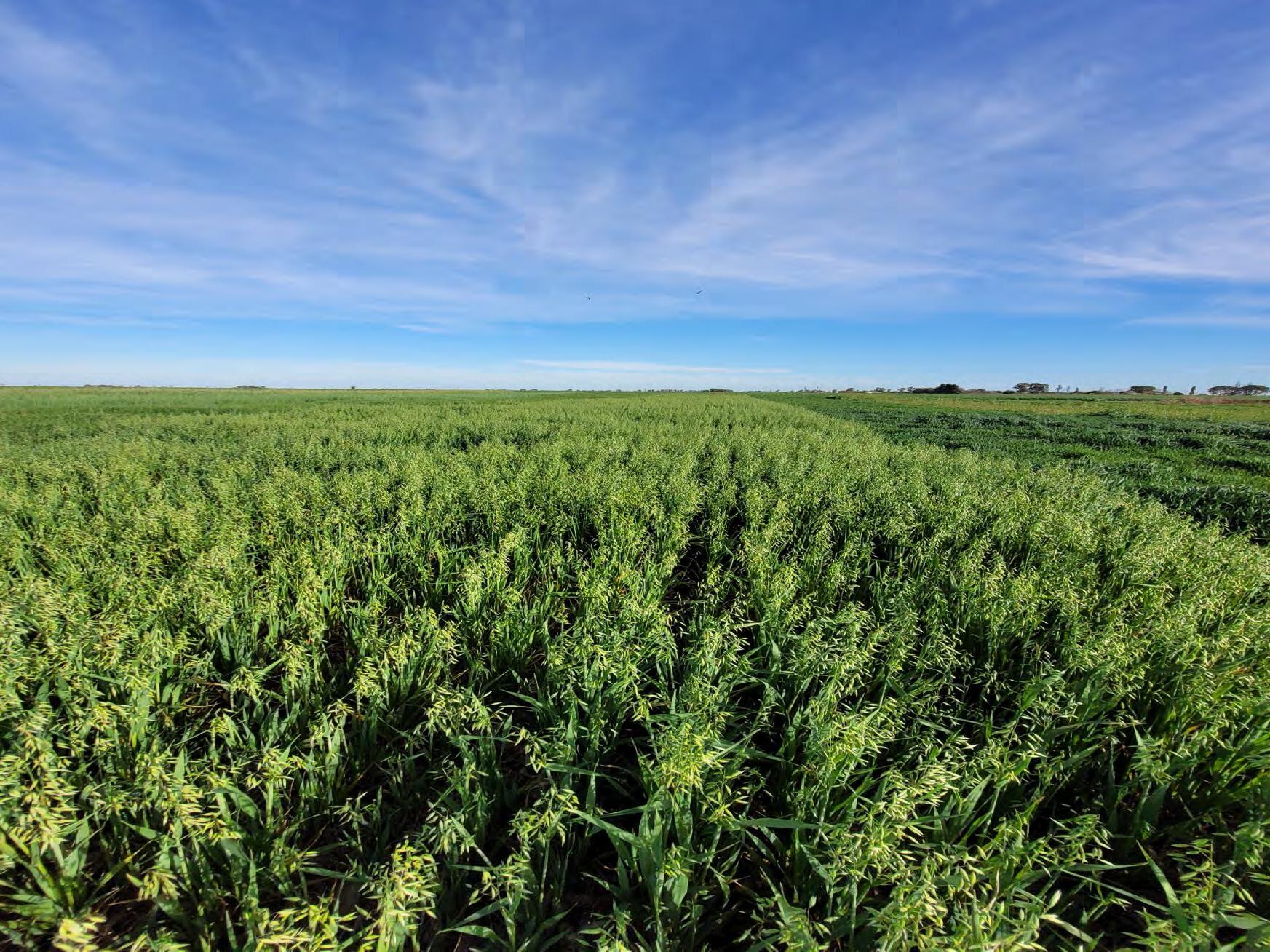 noticiaspuertosantacruz.com.ar - Imagen extraida de: https://news.agrofy.com.ar/noticia/211213/practica-agricola-multiples-beneficios-que-aplica-solo-uno-cada-10-productores-ayuda