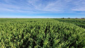 La práctica agrícola con múltiples beneficios que aplica solo uno de cada 10 productores: ayuda a tener mejores rindes