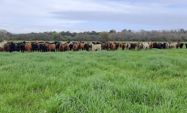 Sinergia entre agricultor y ganadero: experiencias exitosas de asociación para aprovechar los cultivos de servicio