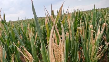 Día complicado para los cultivos, pero hay expectativa por las lluvias: qué se espera sobre el final de la ola de calor