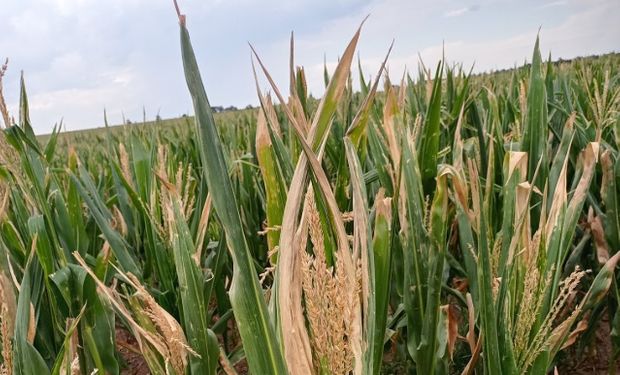 Día complicado para los cultivos, pero hay expectativa por las lluvias: qué se espera sobre el final de la ola de calor