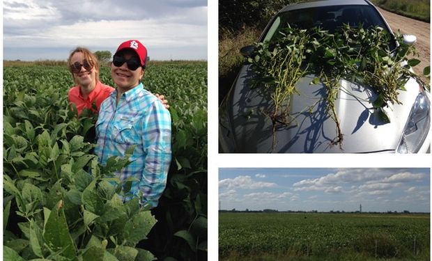 Vista de los cultivos durante el Crop Tour de Lanworth.