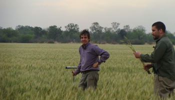 Cultivos de servicios, contra el deterioro de los campos