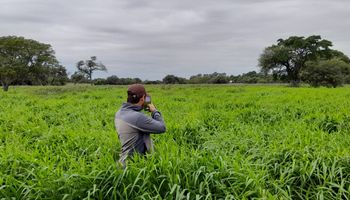 La tecnología que revoluciona a uno de los cultivos del año, con 30% más de producción incial: "Permite una rápida cobertura del suelo y un primer pastoreo adelantado"