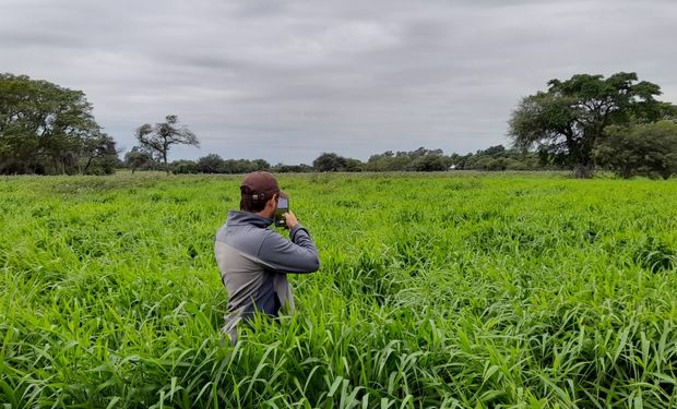 La tecnología que revoluciona a uno de los cultivos del año, con 30% más de producción incial: "Permite una rápida cobertura del suelo y un primer pastoreo adelantado"