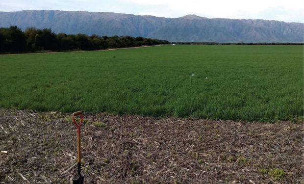 Analizan los cultivos de cobertura en San Luis: "Es una tecnología que nos permite revalorizar la agronomía"