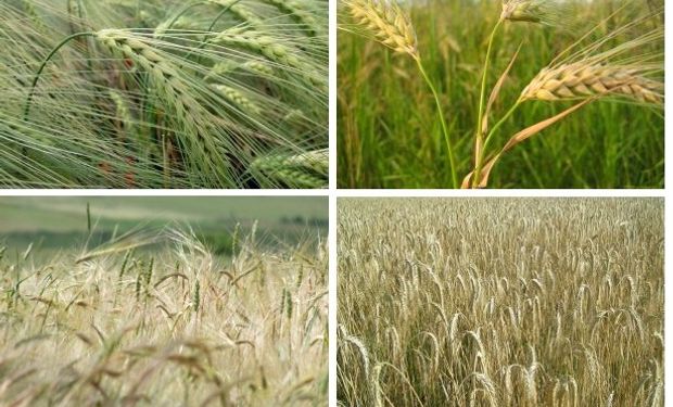 Syngenta presentó el estado de los mejores cultivares de cereales y las estrategias de manejo adecuadas para controlar plagas y enfermedades.
