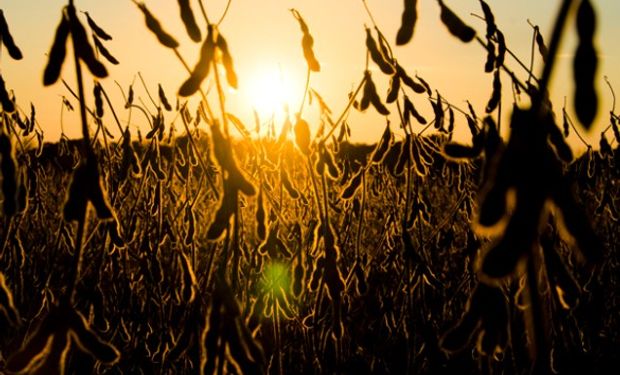 Alrededor del 70 por ciento de las áreas productoras de soja y maíz recibirían lluvias en los próximos cinco días.