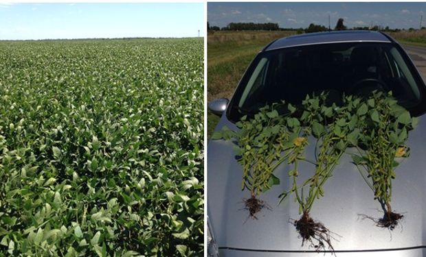 Vista de los cultivos durante el Crop Tour de Lanworth.
